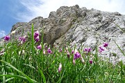 60 Aglio d'Insubria con vista in paretti di Corna Piana